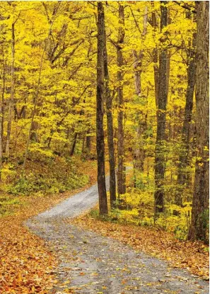  ??  ?? A COUNTRY ROAD near Kent takes visitors on a blissful tour of changing foliage in the forests.