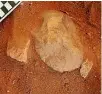  ?? PHOTOGRAPH: CHRIS CLARKSON/GUNDJEIHMI ABORIGINAL CORPORATIO­N ?? An edge-ground hatchet head is excavated at the Jabiluka site.