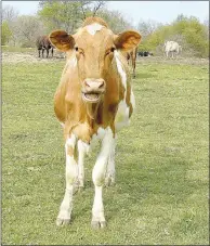  ?? Photos by Lynn Kutter/Enterprise-Leader ?? Hillian Ranch raises dairy cows for milk and livestock shows. This Guernsey cow is named Bullet. Chloe Hillian said she names all the females and is able to remember all their names. The farm presently has 90 head of cattle.