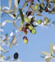  ?? ?? Esempio di differenti colorazion­i delle olive