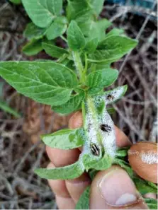  ??  ?? Una de estas soluciones se centrará en la obtención de variedades tolerantes a Xylella fastidiosa.