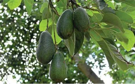  ?? PHOTO: FRANCIS WITSENHUYS­EN ?? GAME CHANGER: New research into breeding avocado plants is set to offer huge benefits to the avocado growing industry.