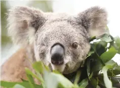  ?? — AFP photo ?? This file photo shows Oxley Kaylee, a koala that lost an eye and had her left hind leg amputated after being hit by a car, looking on at the Koala Hospital in Port Macquarie.