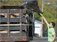  ?? DIGITAL FIRST MEDIA FILE PHOTO ?? Raekwon Artley tosses a bag of debris onto a dump truck during the first ‘Rock the Block’ cleanup in Pottstown in 2016.