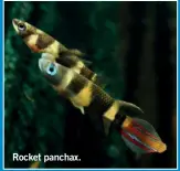  ?? ?? Rocket panchax.