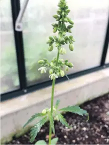  ?? DONNA BALZER ?? Male cannabis plants have distinctiv­e flowers.