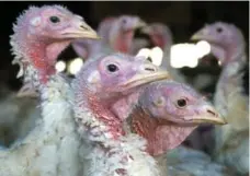  ?? JANET HOSTETTER/THE ASSOCIATED PRESS FILE PHOTO ?? A dangerous strain of avian flu that can kill massive flocks in a few days has hit farms in Minnesota, Missouri and Arkansas.