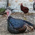  ?? Kathy Adams Clark ?? Wild turkeys are native to North America and Mexico. Thanks to a 1863 cookbook editor, roasted turkey has become a Thanksgivi­ng staple.