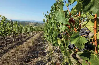  ??  ?? Vendemmia Lunghi filari di viti pronti per la vendemmia sulle colline dopo l’estate