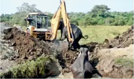  ??  ?? The elephant being rescued, but soon the she elephant lay dead. Pix by Ramesh Madushanka