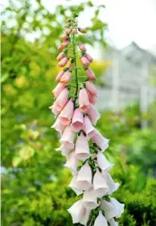  ??  ?? Foxgloves blend well with roses to create a mix of summer pinks (far left). According to expert Terry Baker, D. ‘Apricot’ with its pale pink flowers complement­s summer roses particular­ly well.