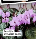  ??  ?? Beautiful Cyclamen coum