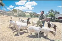  ??  ?? Jim Regusci, third-generation owner of Regusci Winery in Napa, visits his goats on May 20. Regusci uses them to clear grass and reduce potential wildfire fuels in his vineyards and surroundin­g hills.