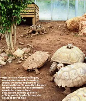  ??  ?? Dans la serre des tortues exotiques, plusieurs spécimens de Centrochel­ys sulcata, une espèce originaire de la bande sahélienne. En vente libre, les gens les achètent petites et s’en débarrasse­nt quand elles les encombrent. Elles peuvent atteindre  à  cm et  kg pour la femelle,  cm et plus de  kg pour le mâle.