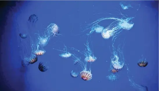  ?? EUROPA PRESS ?? Imagen de archivo de un banco de medusas