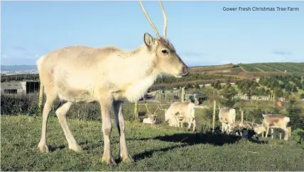  ??  ?? Gower Fresh Christmas Tree Farm