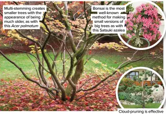  ?? ?? Multi-stemming creates smaller trees with the appearance of being much older, as with this Acer palmatum
Bonsai is the most well-known method for making small versions of big trees as with this Satsuki azalea
Cloud-pruning is effective with medium-sized trees like Pinus sylvestris ‘Watereri’