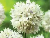  ??  ?? Allium ‘Graceful Beauty’: This member of the ornamental onion family is a striking ball of white with flecks of purple in the centre of each bloom.