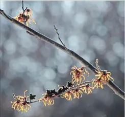  ??  ?? Backlit by the afternoon sun, the wispy petals of this witch hazel show off its copper colouring.