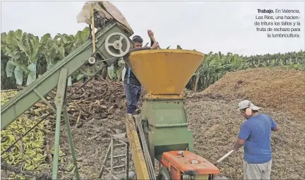  ?? GUILLERMO LIZARZABUR­O / EXPRESO ?? Trabajo. En Valencia, Los Ríos, una hacienda tritura los tallos y la fruta de rechazo para
la lumbricult­ura.