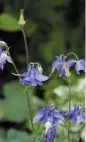  ??  ?? Familiens have rummer mange nuancer. Blandt andet en varm rød syren, masser af lysegule løvehaler, som insekterne elsker, og ikke mindst yndefulde, lilla akelejer, der sår sig selv flittigt.