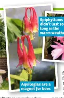  ??  ?? Epiphyllum­s didn’t last so long in the warm weather Aquilegias are a magnet for bees