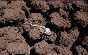  ?? PHOTO/JAE C. HONG ?? In this Aug. 11, 2011, file photo, the remains of a fish lies on the dried bed of Lake Colorado City near Colorado City, Texas. AP