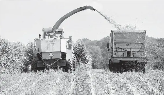  ?? DYLAN SLAGLE/BALTIMORE SUN MEDIA GROUP PHOTOS ?? Corn is chopped for silage in a field near Westminste­r before the field is planted with cover crops. Maryland farmers have enrolled nearly 700,000 acres for cover crops this year.