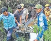  ?? HT PHOTO ?? ▪ ST-4 had clashed with tiger ST-6 on the night of November 13 and suffered injuries on the left leg. The tiger died on Sunday.