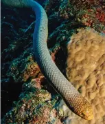  ??  ?? Deadly venom: A sea snake