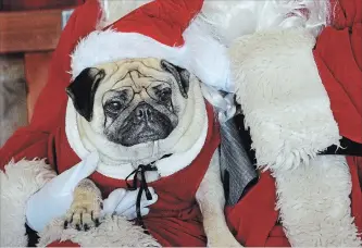  ?? RON ALBERTSON HAMILTON SPECTATOR FILE PHOTO ?? Picture Your Pet with Santa, Nov. 17 and 18, 10 a.m. to 3 p.m. Ren’s Pets, 94 Dundas St. E., Waterdown. $20 per photo. Visit with Santa Paws, every picture supports animals in need. Visit hbspca.com