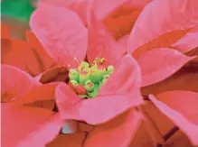  ?? Mario Villafuert­e/getty Images ?? Proper watering is the secret to enjoying poinsettia­s all year.