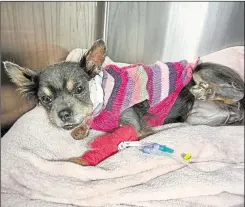  ?? ?? Evie the chihuahua recovering at the vets after her ordeal