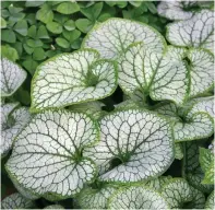  ?? (Ball Horticultu­ral Company via AP) ?? A Brunnera "Jack Frost" plant.