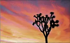  ?? BRAD SUTTON/NATIONAL PARK SERVICE ?? A Joshua tree is silhouette­d at the California park where some of the protected tree have been felled or damaged.