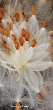  ??  ?? Counting milkweed