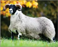  ?? ?? JOHN MURRAY’S Crossflatt lamb topped the sale at £18,000