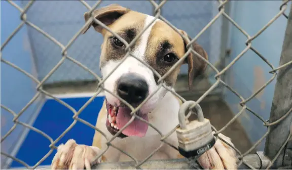  ?? JOHN MOORE/GETTY IMAGES ?? Longtime composer Terry Woodford estimates his simply structured doggy lullabies are played in about 2,500 shelters to soothe stressed-out animals.