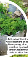  ?? ?? Add extra interest to a terrace with collection­s of potted plants. Here pelargoniu­m, lavender, miniature agapanthus and a tender Aeonium arboretum create an attractive ensemble