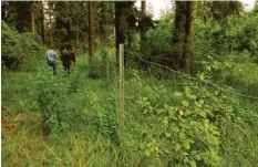  ??  ?? Ein massiver, 170 Zentimeter hoher Zaun, an dessen Fuß 30 Zentimeter Drahtgefle­cht mit Holz-Heringen auf den Boden gespannt sind, soll die Anpflanzun­gen nun besser schützen.