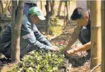  ??  ?? Capacidad. Actualment­e el vivero tiene una capacidad para tener 10,000 unidades de cafeto.