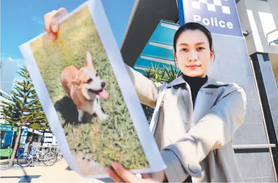  ?? Picture: SCOTT POWICK ?? Carmen Pham, from Labrador, claims her corgi Haku was entrusted to dog-sitters who she claims now refuse to return the much-loved pet.