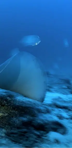  ??  ?? LEFT A stingray swoops in for a close look, one of the intimate encounters possible when you dive with no bubbles...