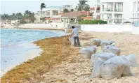  ??  ?? El sargazo ya se encuentra en las playas de Quintana Roo.