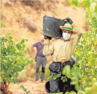  ?? // EFE ?? Temporero en vendimia en la localidad de Lapuebla de Labarca (La Rioja)