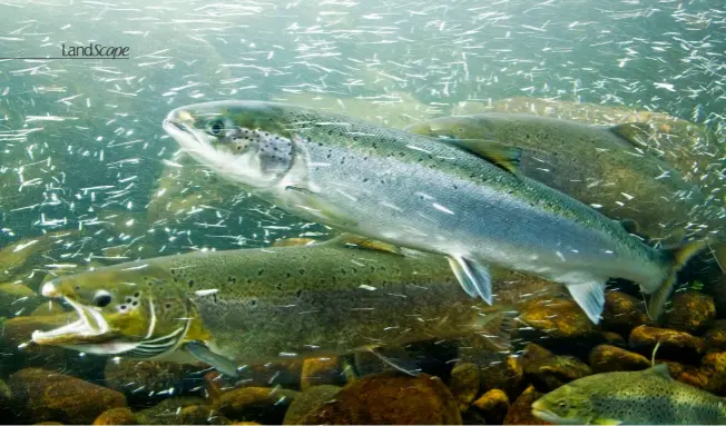  ?? ?? Male and female adult salmon on their epic swim. When a river ecosystem is clean and well-connected, its salmon population is usually healthy and robust.