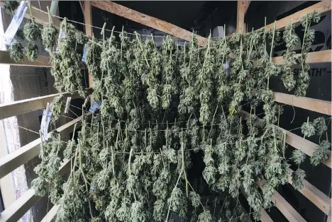  ?? JOE MAHONEY/THE CANADIAN PRESS/FILES ?? Growing marijuana plants at home can be a cheaper option than buying online when pot becomes legal later this month. New rules will allow up to four cannabis plants per residence for personal use come legalizati­on day, Oct. 17.