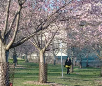  ?? TYLER LARIVIERE/ SUN- TIMES ?? A lone woman walks through a grove of cherry blossom trees in April in Jackson Park.