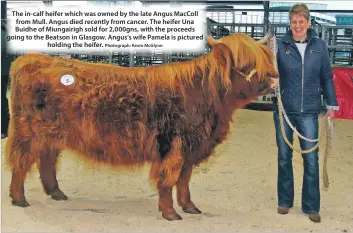  ?? Photograph: Kevin McGlynn ?? The in-calf heifer which was owned by the late Angus MacColl from Mull. Angus died recently from cancer. The heifer Una Buidhe of Miungairig­h sold for 2,000gns, with the proceeds going to the Beatson in Glasgow. Angus’s wife Pamela is pictured holding...
