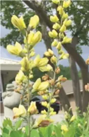  ??  ?? Cream wild indigo displays warm yellow buds.